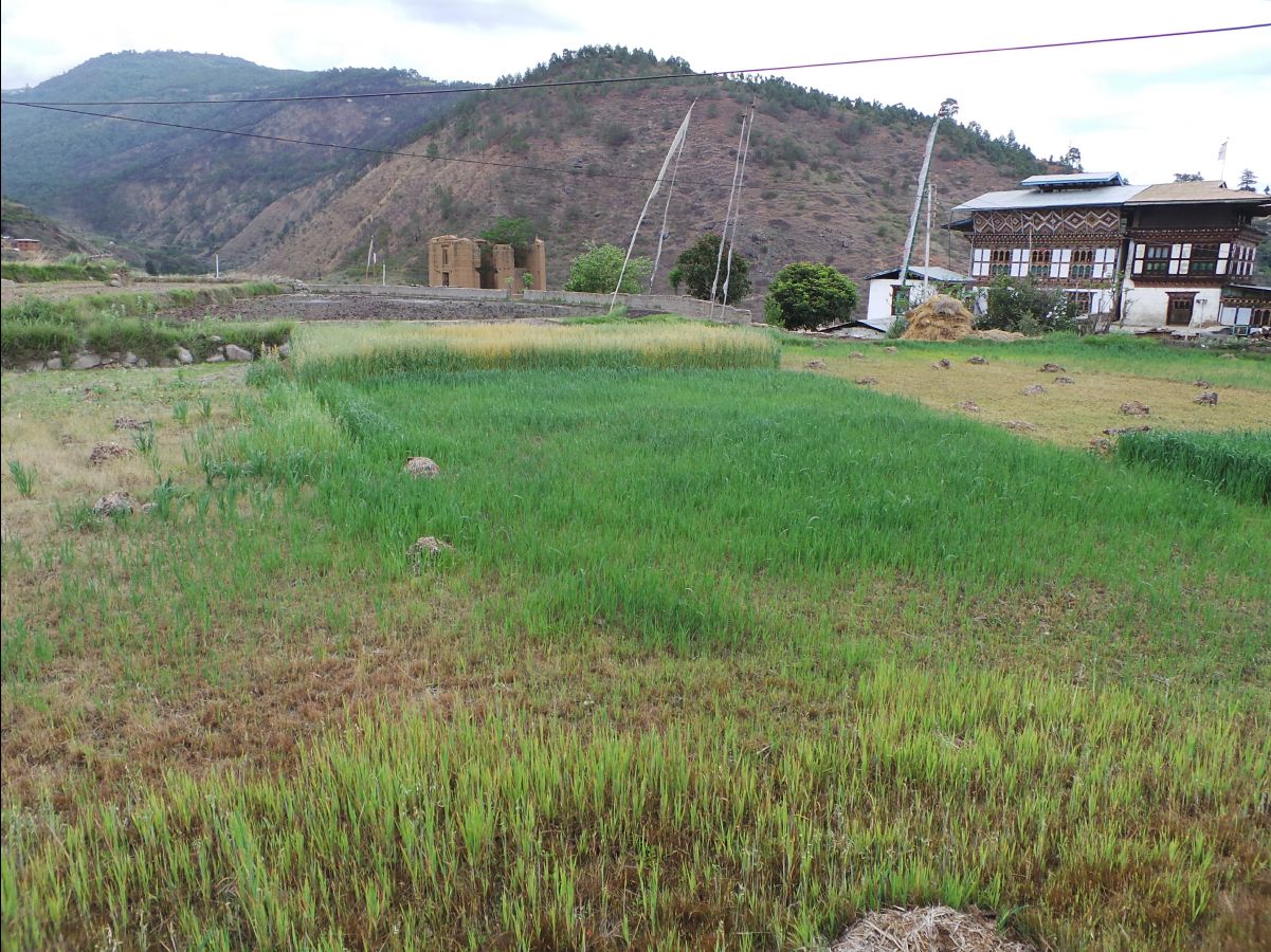 Chemi Lhakang Temple - on the way09